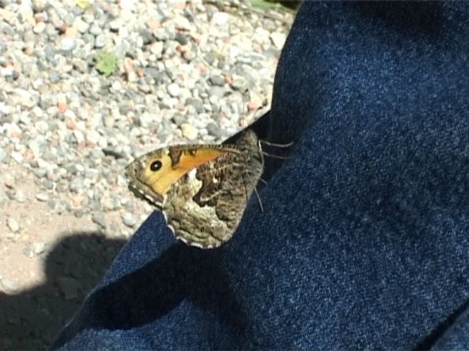 Ockerbindiger Samtfalter ( Hipparchia semele ), Flügelunterseite : Kaiserstuhl, 15.07.2006